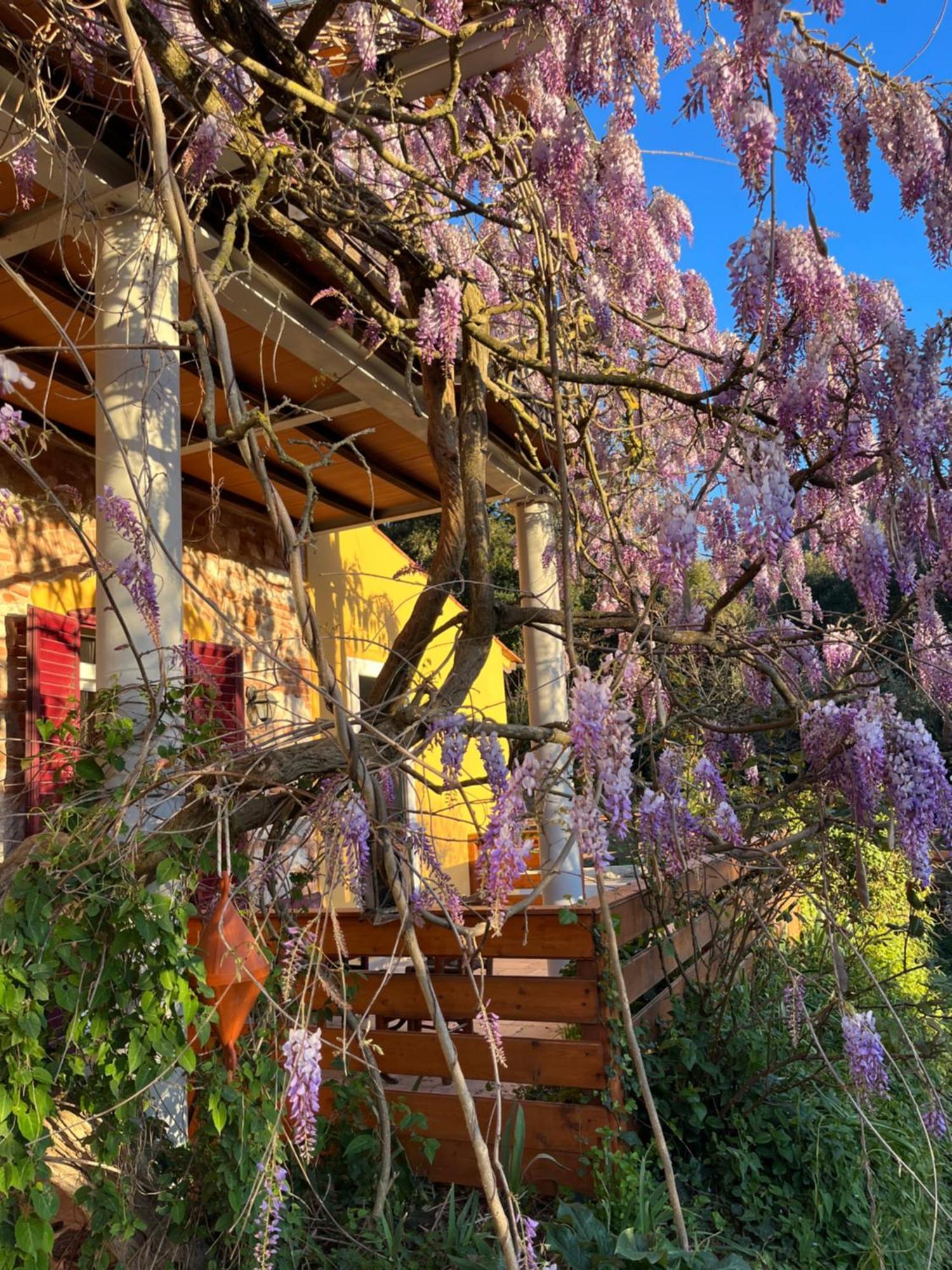 B&B La Fucinaia Pet Friendly Adults Only Campiglia Marittima Exterior foto